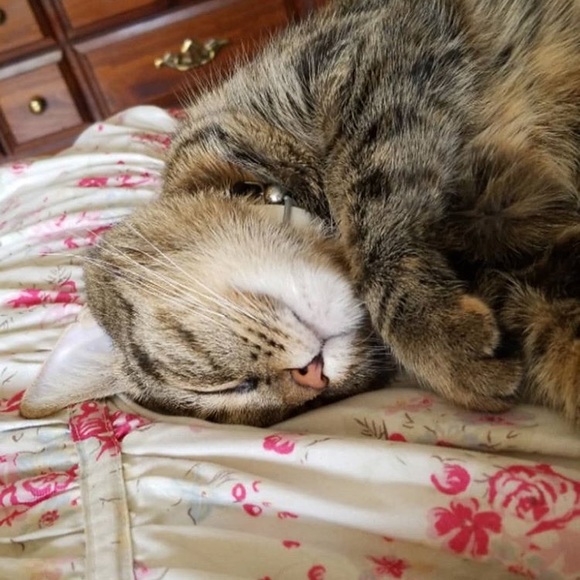 Meet your Posher, Lorelei - Picture 1 of 1